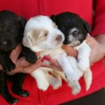 A woman holding three labradoodle puppies.