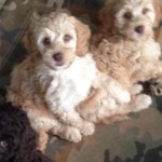 Adorable cream colored labradoodle puppies
