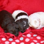 Chocolate, party & cream colored labradoodle puppies