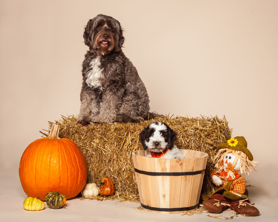 Chocolate Cream Caramel Labradoodle Puppies In Ca Country Club Labradoodle Country Club Labradoodle