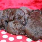 chocolate labradoodle puppies