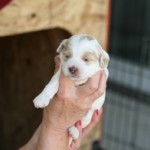 Labradoodle Breeders