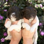 Someone holding two newborn Labradoodle puppies.