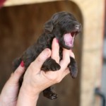 Chocolate Labradoodle puppy