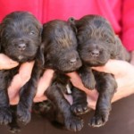 3 adorable chocolate labradoodle puppies