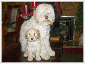 straight hair labradoodle puppies for sale