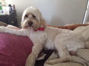 caramel cream labradoodle