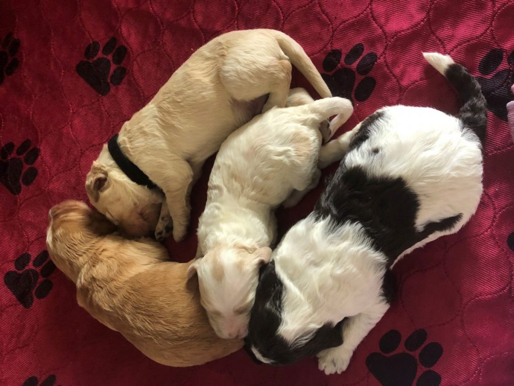 Four newborn Labradoodle puppies on a blanket.